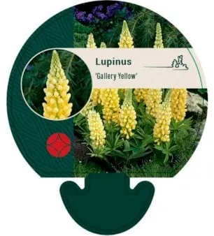 Lupine