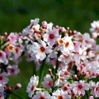 Japanse Primula
