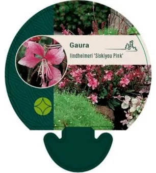 Prachtgaura