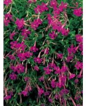Herfst-Silene